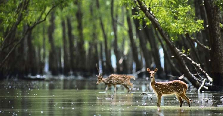 Sunderbans-Mangrove-Forest