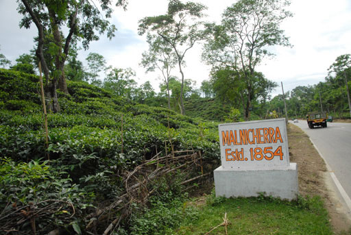 Malnichara-Tea-Garden